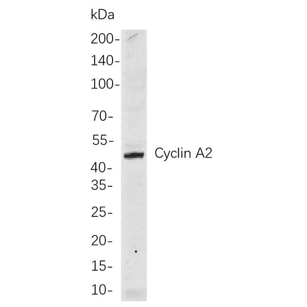 U-Blot® Cyclin A2 Rabbit Monoclonal Antibody – Figure 1 of 1