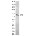 U-Blot® FTO Rabbit Monoclonal Antibody – Figure 1 of 1