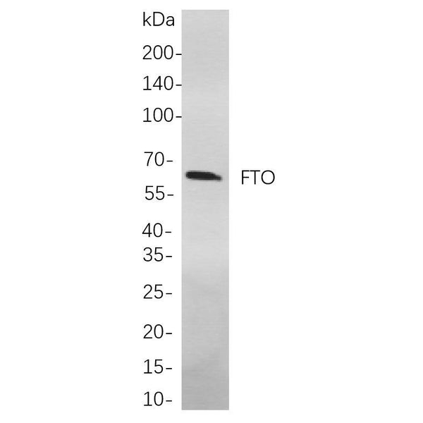 U-Blot® FTO Rabbit Monoclonal Antibody – Figure 1 of 1