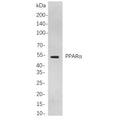 U-Blot® PPARα Rabbit Monoclonal Antibody – Figure 1 of 1