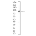 U-Blot® p90RSK Rabbit Monoclonal Antibody – Figure 1 of 1