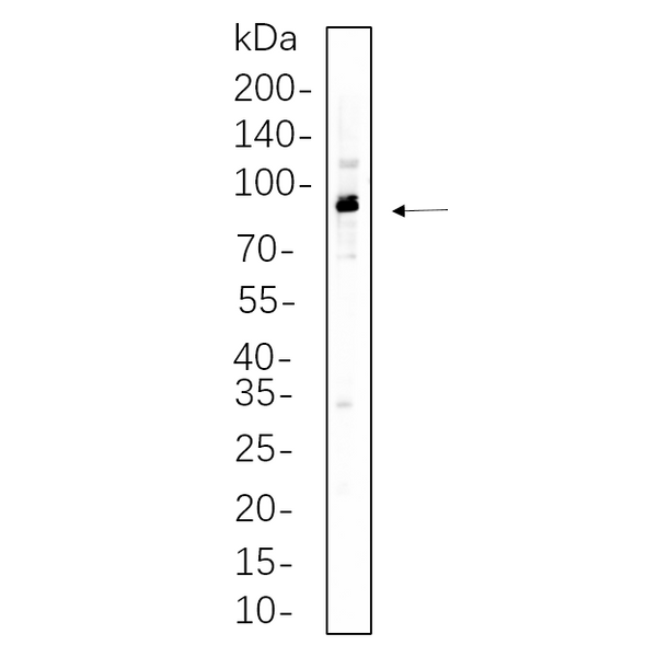 U-Blot® p90RSK Rabbit Monoclonal Antibody – Figure 1 of 1