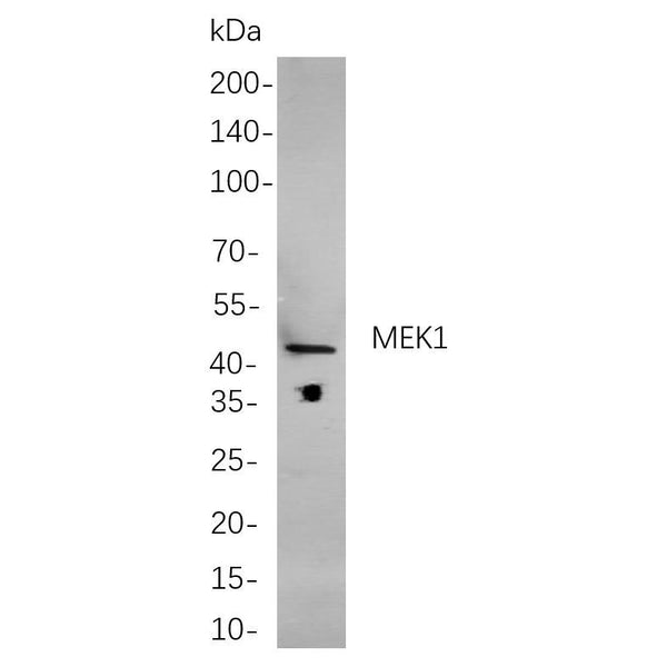 U-Blot® LEF1 Rabbit Monoclonal Antibody – Figure 1 of 1