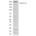 U-Blot® Filamin A Rabbit Monoclonal Antibody – Figure 1 of 1