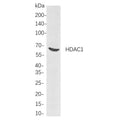 U-Blot® HDAC1 Rabbit Monoclonal Antibody – Figure 1 of 1