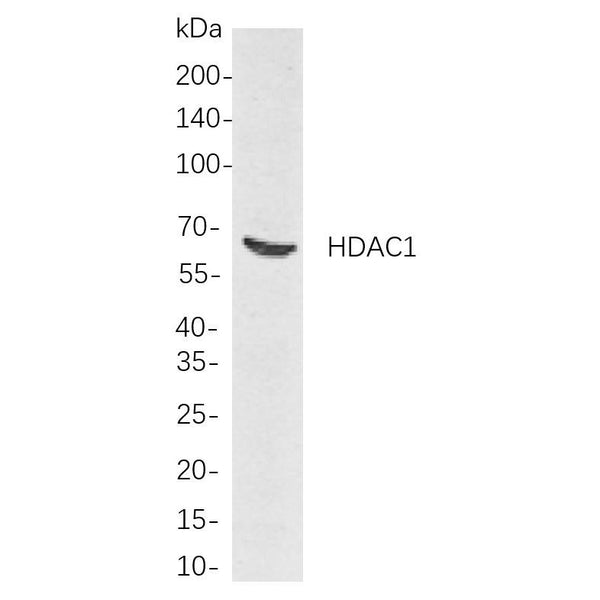 U-Blot® HDAC1 Rabbit Monoclonal Antibody – Figure 1 of 1