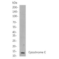 U-Blot® Cytochrome C Rabbit Monoclonal Antibody – Figure 1 of 1