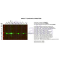 U-Blot® Cytokeratin 18 Rabbit Monoclonal Antibody – Figure 1 of 3