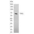 U-Blot® TAK1 Rabbit Monoclonal Antibody – Figure 1 of 1
