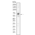 U-Blot® xCT Rabbit Monoclonal Antibody – Figure 1 of 1
