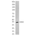 U-Blot® CDK4 Rabbit Monoclonal Antibody – Figure 1 of 1