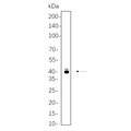 U-Blot® PAX5 Rabbit Monoclonal Antibody – Figure 1 of 1