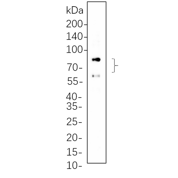 U-Blot® Lamin A/C Rabbit Monoclonal Antibody – Figure 1 of 1