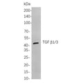 U-Blot® TGF β1/3 Rabbit Monoclonal Antibody – Figure 1 of 1