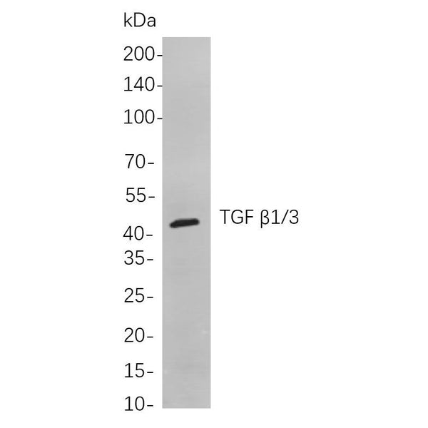 U-Blot® TGF β1/3 Rabbit Monoclonal Antibody – Figure 1 of 1
