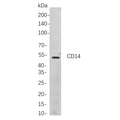 U-Blot® CD14 Rabbit Monoclonal Antibody (PT0403R) – Figure 1 of 1