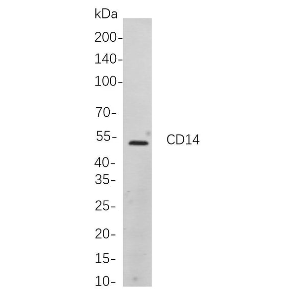 U-Blot® CD14 Rabbit Monoclonal Antibody (PT0403R) – Figure 1 of 1