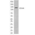 U-Blot® CD146 Rabbit Monoclonal Antibody – Figure 1 of 1