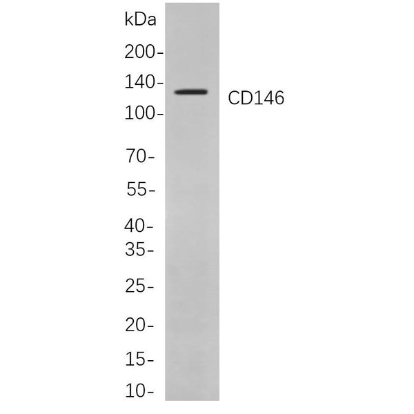 U-Blot® CD146 Rabbit Monoclonal Antibody – Figure 1 of 1