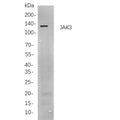 U-Blot® JAK3 Rabbit Monoclonal Antibody – Figure 1 of 1
