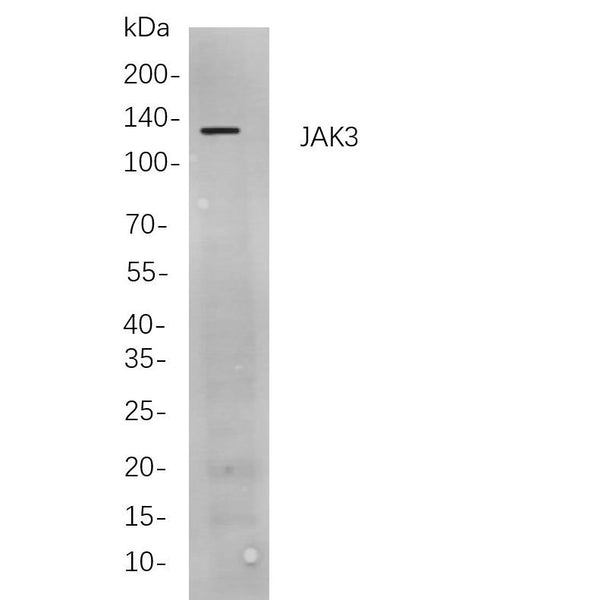U-Blot® JAK3 Rabbit Monoclonal Antibody – Figure 1 of 1