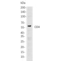 U-Blot® CD4 Rabbit Monoclonal Antibody (PT0412R) – Figure 1 of 1