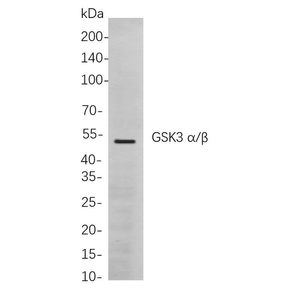 U-Blot® GSK3 α/β Rabbit Monoclonal Antibody – Figure 1 of 1