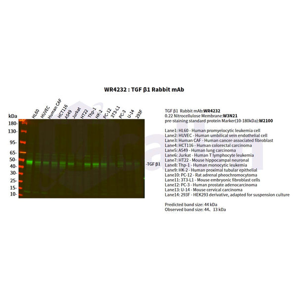 U-Blot® TGF β1 Rabbit Monoclonal Antibody – Figure 1 of 3