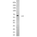 U-Blot® LCK Rabbit Monoclonal Antibody – Figure 1 of 1