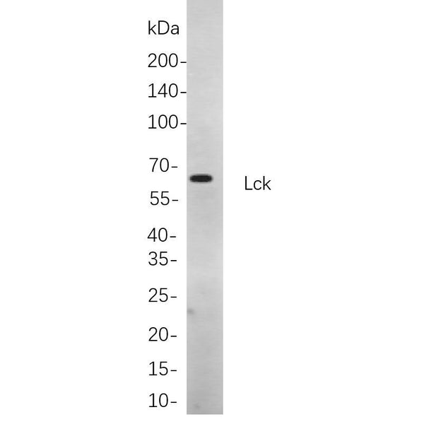 U-Blot® LCK Rabbit Monoclonal Antibody – Figure 1 of 1