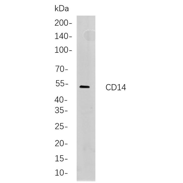 U-Blot® CD14 Rabbit Monoclonal Antibody (PT0417R) – Figure 1 of 1
