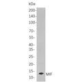 U-Blot® MIF Rabbit Monoclonal Antibody – Figure 1 of 1