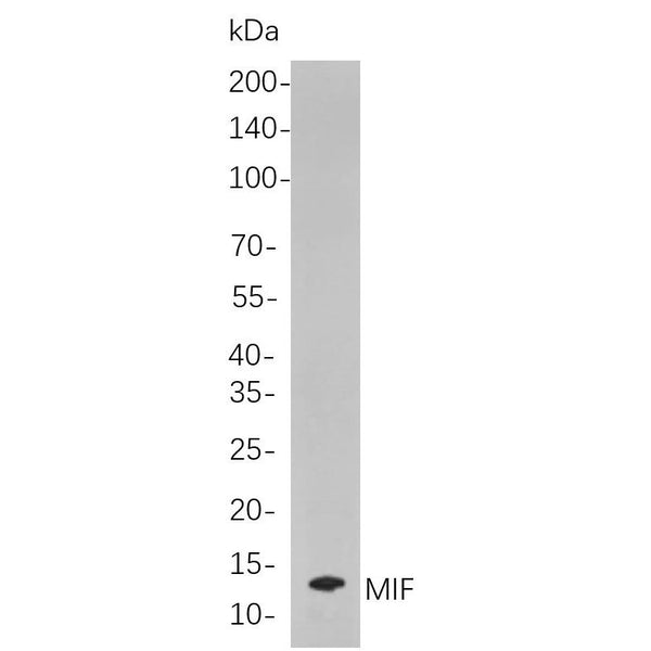 U-Blot® MIF Rabbit Monoclonal Antibody – Figure 1 of 1