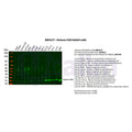 U-Blot® Histone H2B Rabbit Monoclonal Antibody – Figure 1 of 2