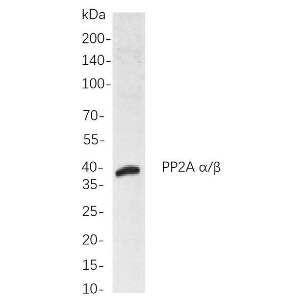 U-Blot® ATG3 Rabbit Monoclonal Antibody – Figure 1 of 1