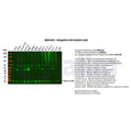 U-Blot® Ubiquitin K48 Rabbit Monoclonal Antibody – Figure 1 of 2