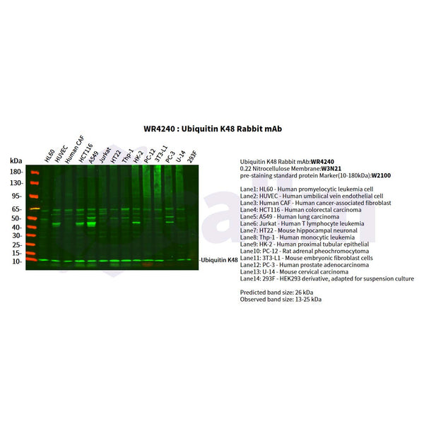 U-Blot® Ubiquitin K48 Rabbit Monoclonal Antibody – Figure 1 of 2