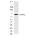 U-Blot® Paxillin (Phospho Tyr118) Rabbit Monoclonal Antibody – Figure 1 of 1