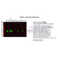 U-Blot® Cytokeratin 19 Rabbit Monoclonal Antibody – Figure 1 of 3