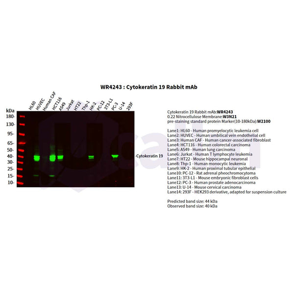 U-Blot® Cytokeratin 19 Rabbit Monoclonal Antibody – Figure 1 of 3