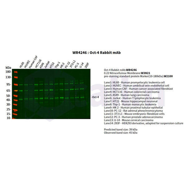 U-Blot® Oct-4 Rabbit Monoclonal Antibody – Figure 1 of 2