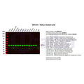 U-Blot® MEK1/2 Rabbit Monoclonal Antibody – Figure 1 of 2