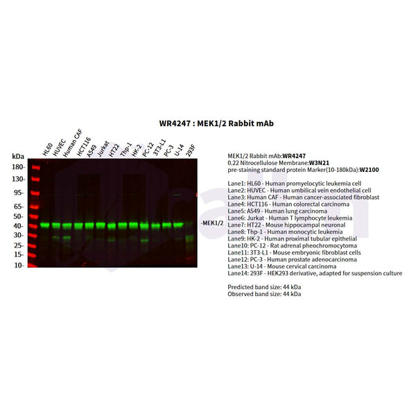 U-Blot® MEK1/2 Rabbit Monoclonal Antibody – Figure 1 of 2