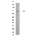U-Blot® CD36 Rabbit Monoclonal Antibody – Figure 1 of 1