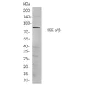 U-Blot® IKK α/β Rabbit Monoclonal Antibody – Figure 1 of 1