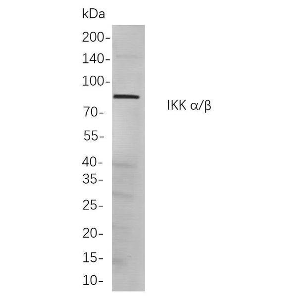 U-Blot® IKK α/β Rabbit Monoclonal Antibody – Figure 1 of 1