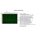 U-Blot® p38 Rabbit Monoclonal Antibody – Figure 1 of 3