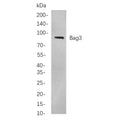 U-Blot® Bag3 Rabbit Monoclonal Antibody – Figure 1 of 1