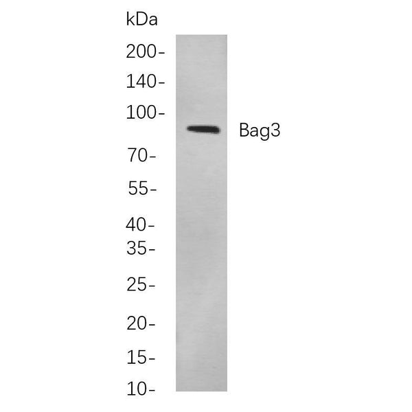 U-Blot® Bag3 Rabbit Monoclonal Antibody – Figure 1 of 1