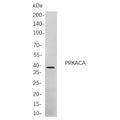 U-Blot® PRKACA Rabbit Monoclonal Antibody – Figure 1 of 1